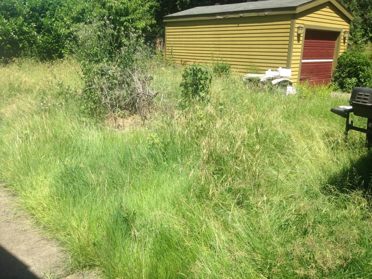 Before: patchy, overgrown backyard lawn