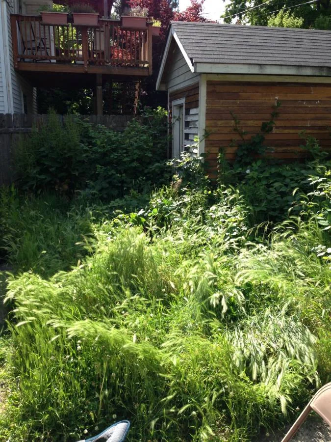 Before: neglected backyard with overgrowth