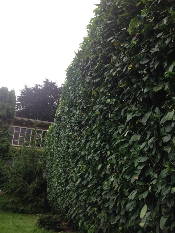 Before: overgrown laurel hedge wall
