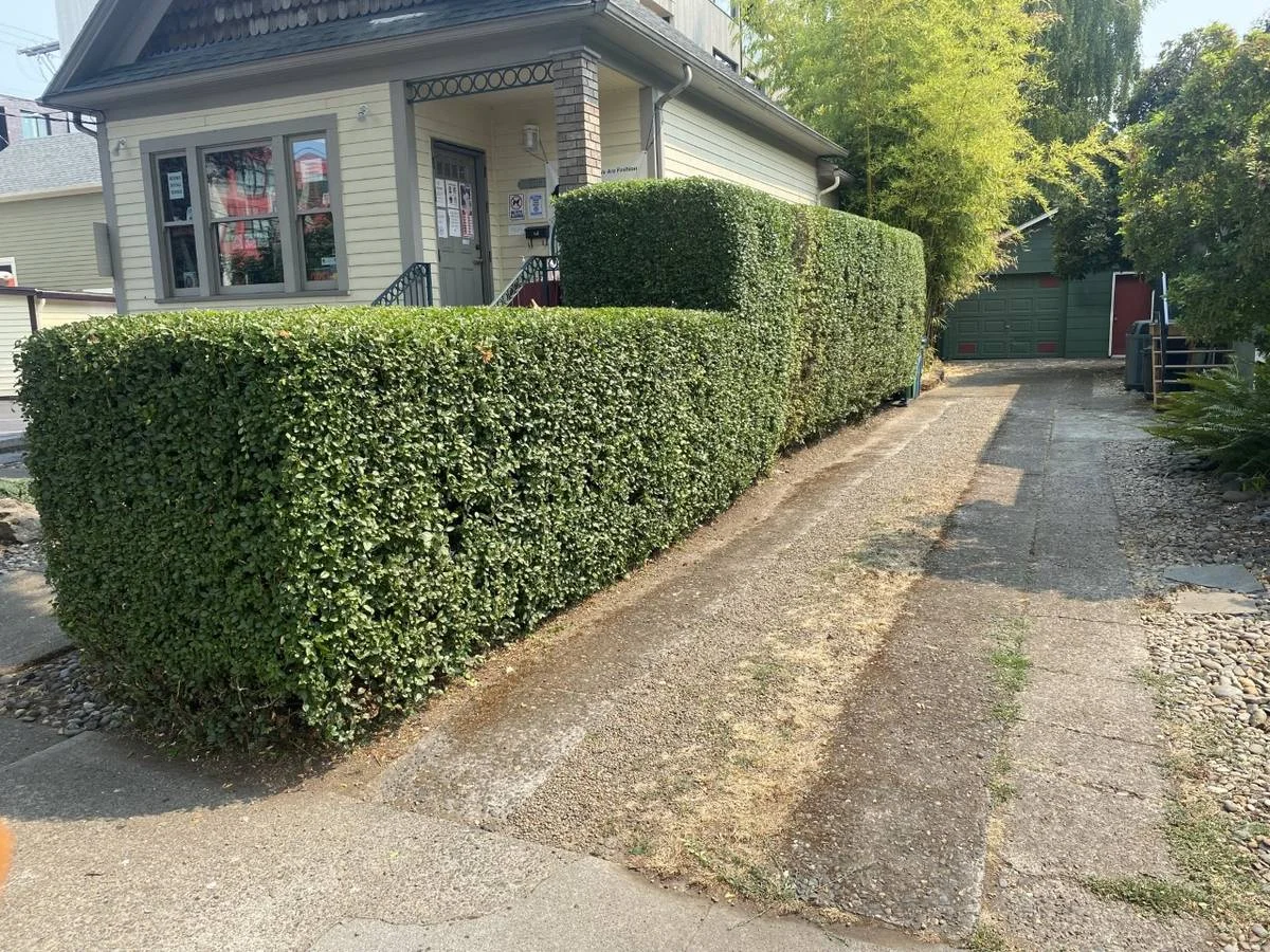 After: flat-topped hedge with clean, sharp edges