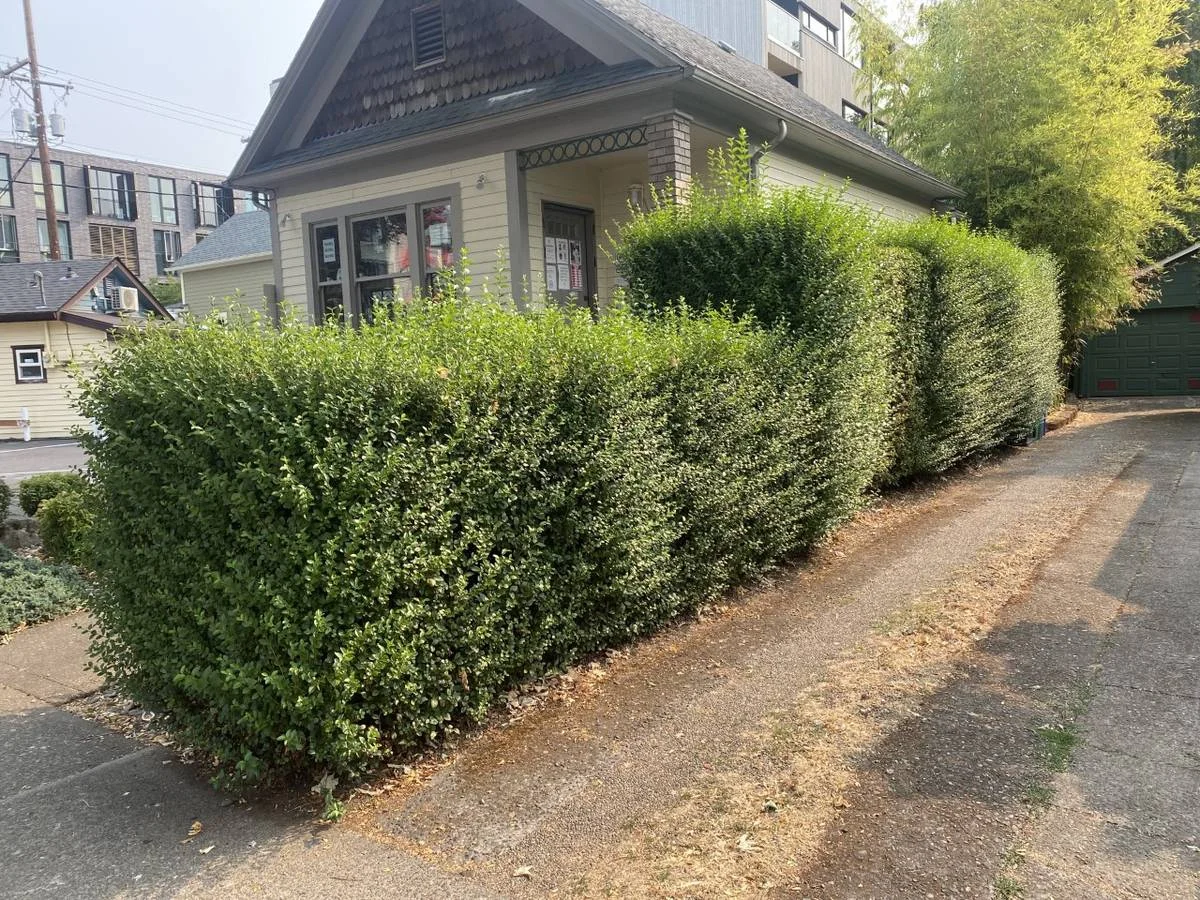 Before: overgrown, unruly corner hedge
