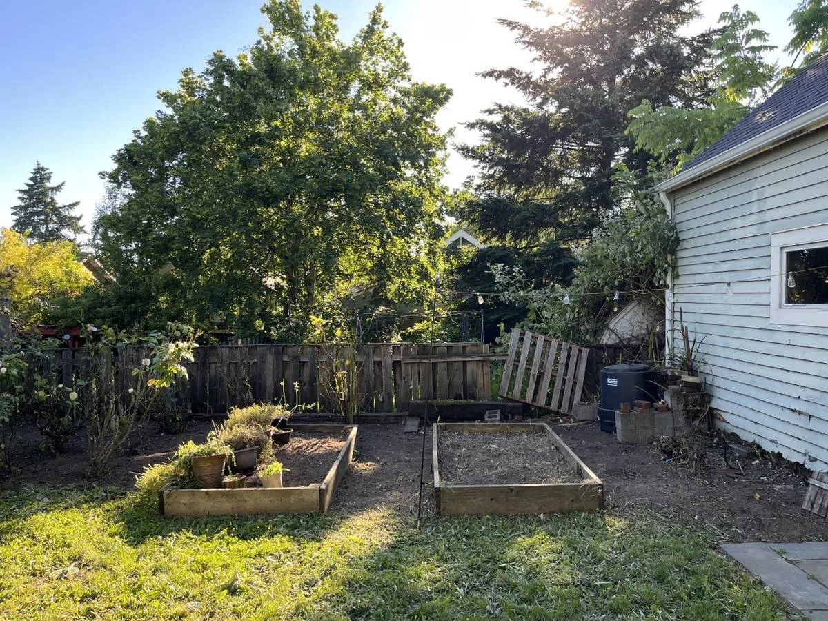 After blackberry removal: clean open yard