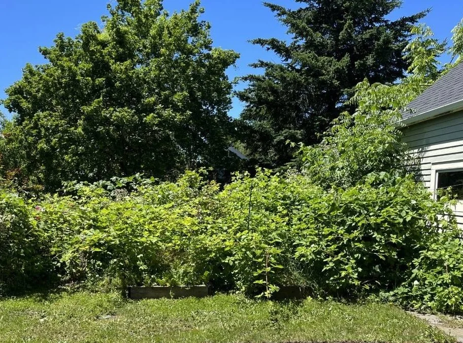 Before blackberry removal: dense overgrowth
