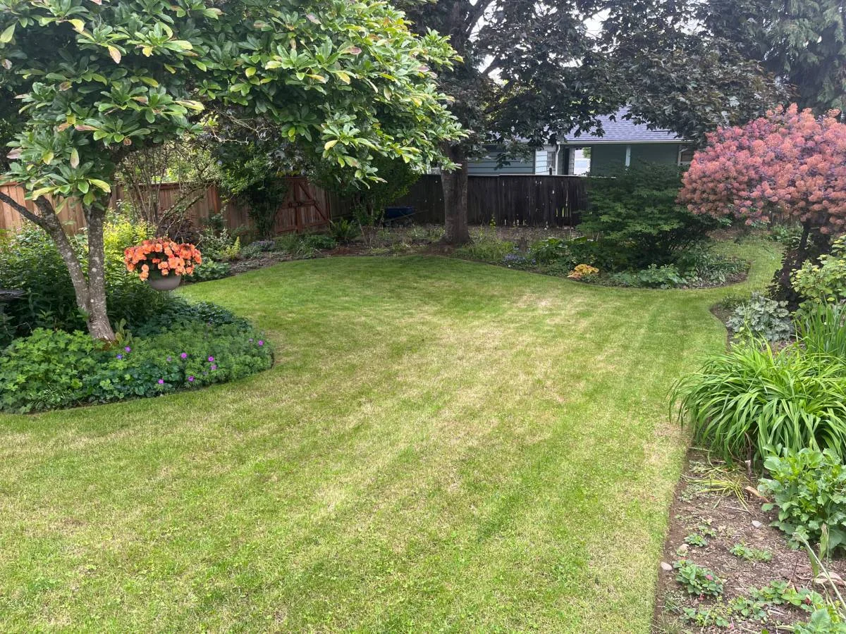 Lush Portland backyard garden after spring cleanup, with mow stripes and magnolia tree