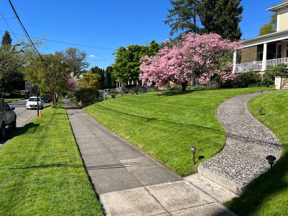 Portland front lawn with pink dogwood tree in bloom