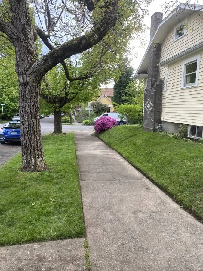 Cream craftsman home with manicured parkway lawn and azalea in bloom