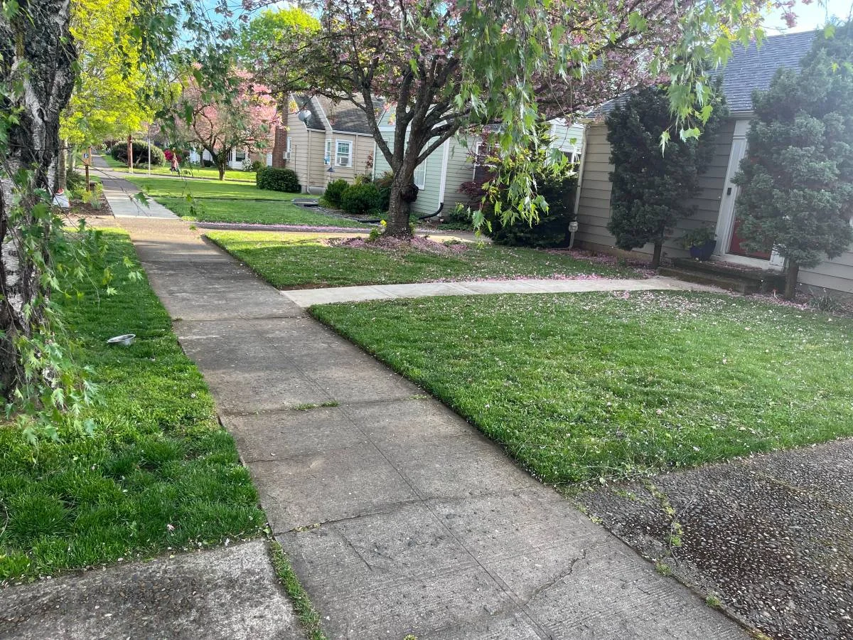 Portland neighborhood street with multiple freshly mowed front lawns under cherry trees